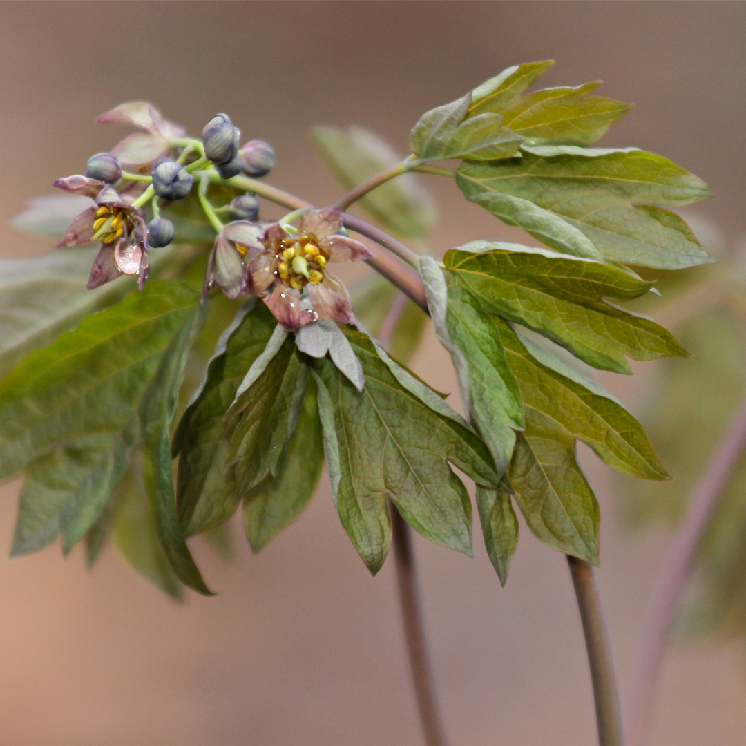 herbs-to-avoid-during-pregnancy-red-moon-herbs