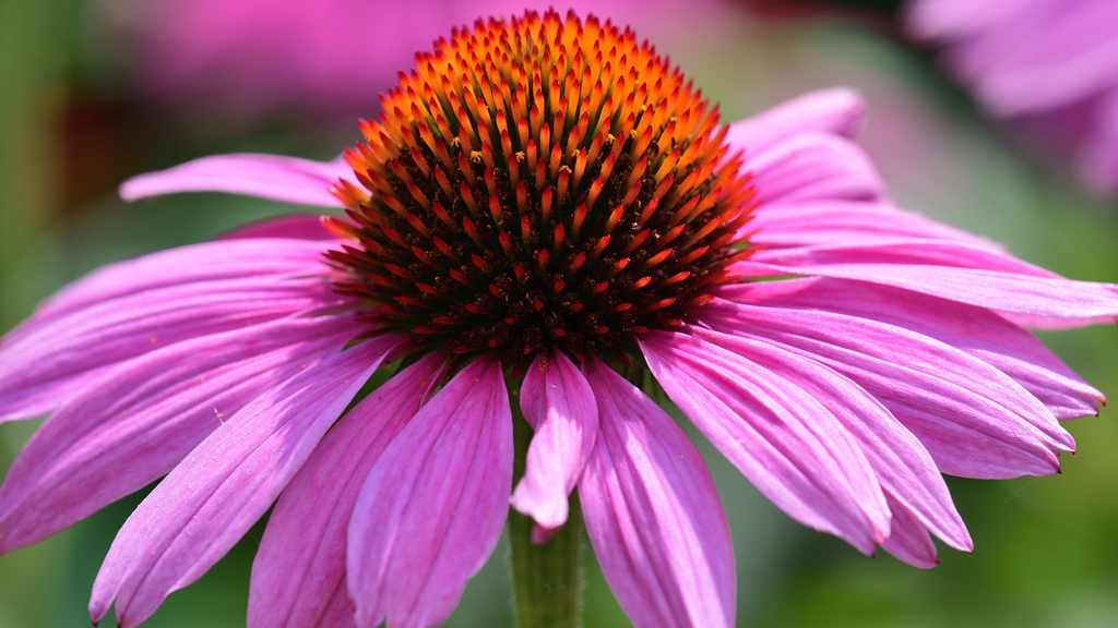 Allying With First Responder Echinacea