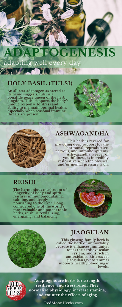 Adaptogenesis Adaptogenic Herbal Blend of Holy Basil (Tulsi), Ashwagandha, Reishi, and Jiaogulan (Gynostemma)