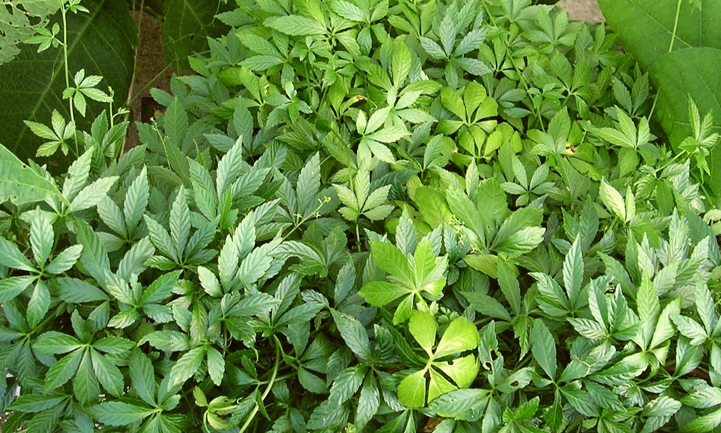 Jiaogulan (Gynostemma pentaphyllum) Fresh Herb Plant Leaf
