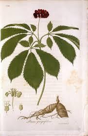 American Ginseng (Panax quinquefolius) Vintage Botanical Illustration