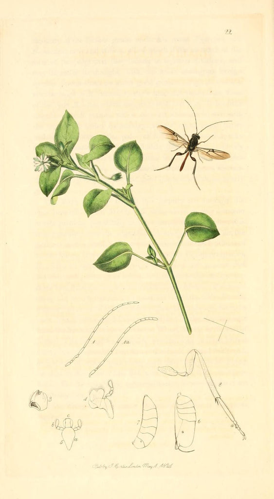 Chickweed (Stellaria media) Vintage Botanical Illustration