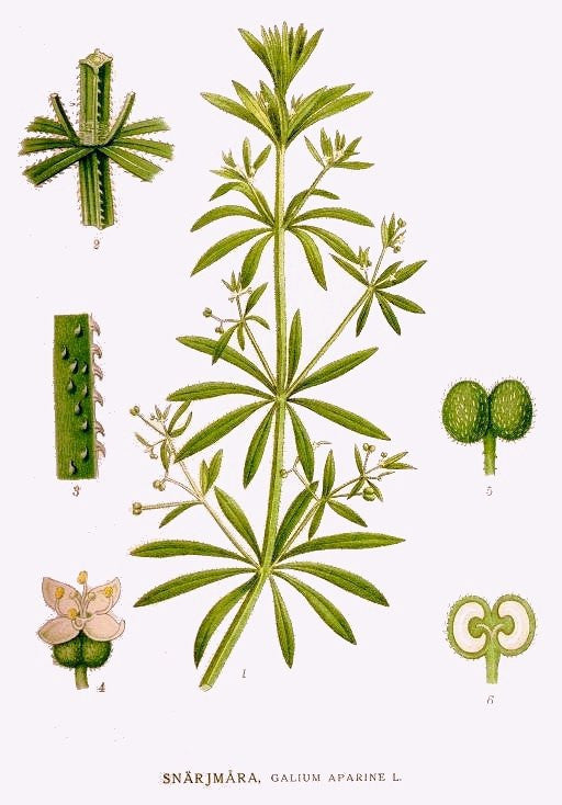 Cleavers (Galium aparine) Vintage Botanical Illustration