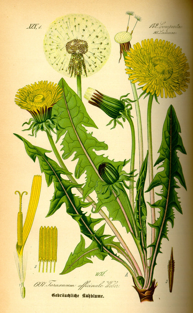 Dandelion (Taraxacum officinale) Vintage Botanical Illustration