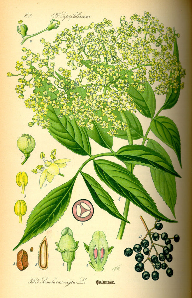 Elderberry and Elderflower (Sambucus nigra / canadensis) Vintage Botanical Illustration