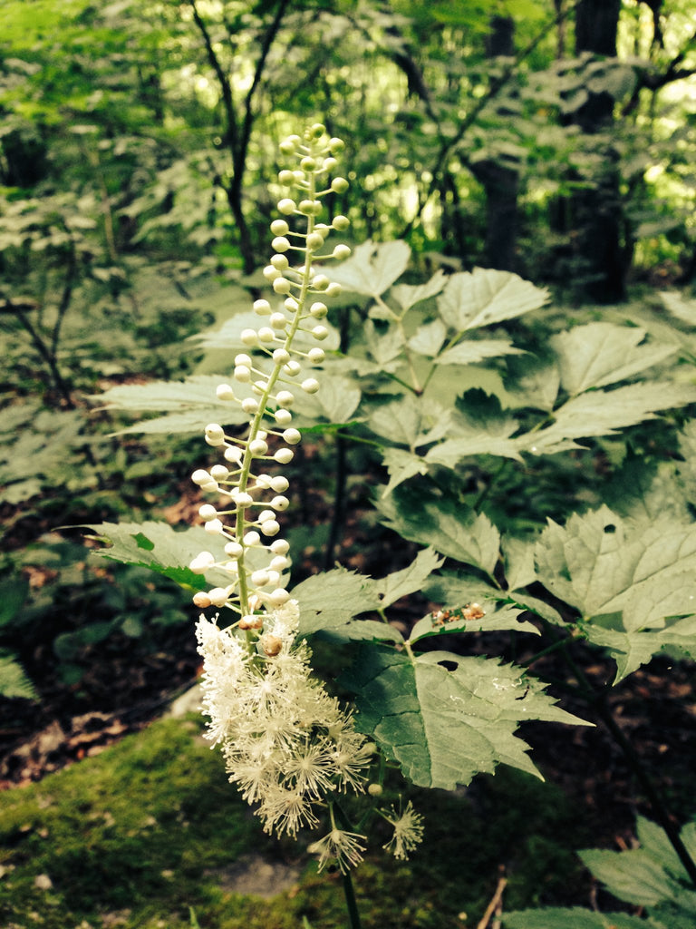 Black Cohosh (Actaea racemosa) Herb Plant Leaf and Flower