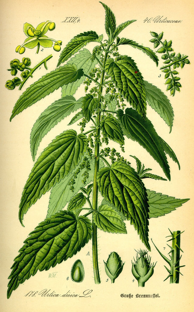 Stinging Nettle (Urtica dioica) Vintage Botanical Illustration