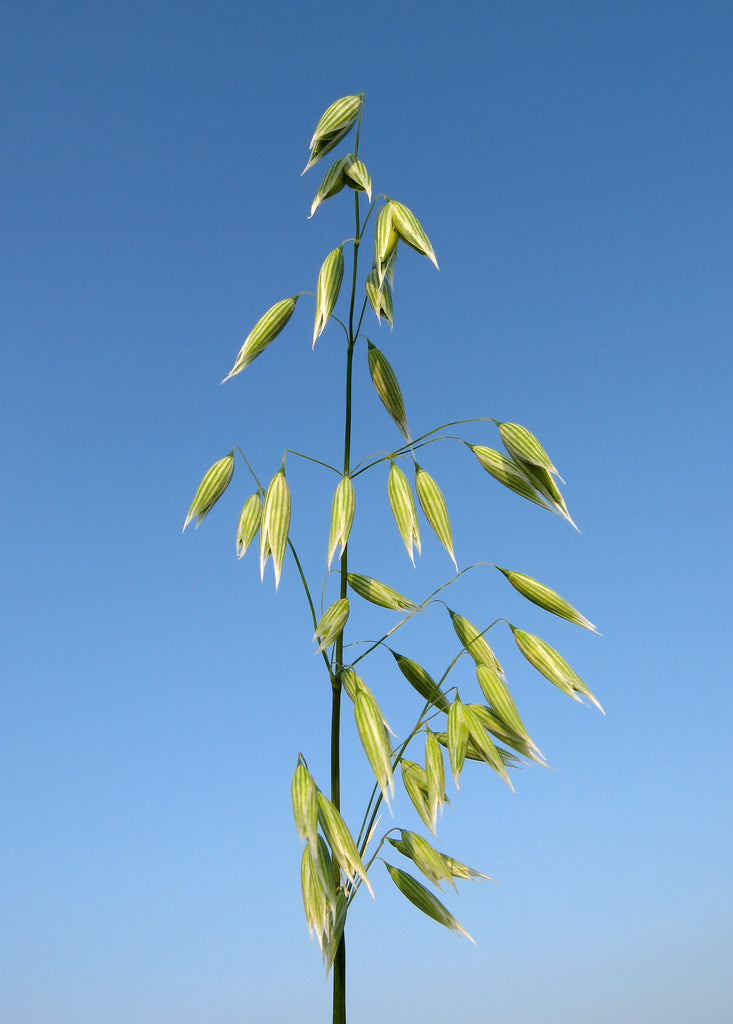 Oatstraw (Avena sativa) Seed Flower Leaf Fresh Plant Herb