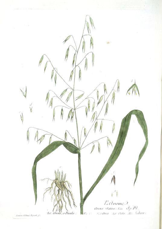 Milky Oats or Oatstraw (Avena sativa) Vintage Botanical Illustration
