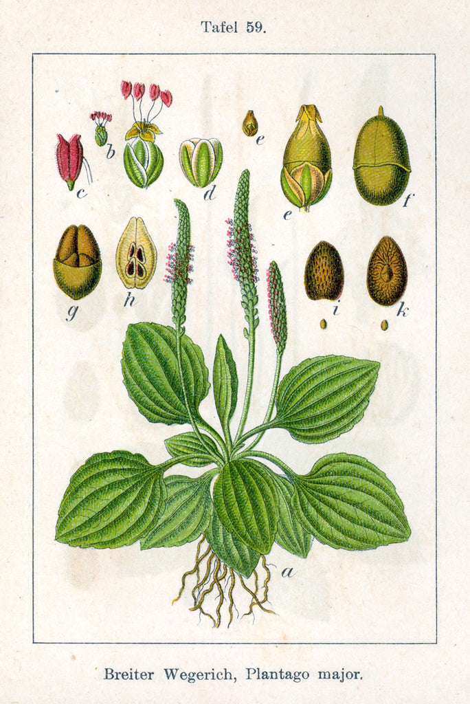 Plantain (Plantago major/lanceolata) Vintage Botanical Illustration