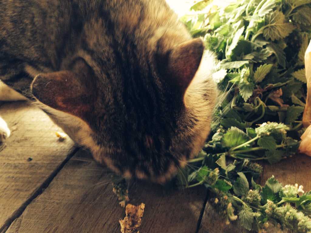Cat Eating Catnip (Nepeta cateria) Fresh Plant Herb Leaf