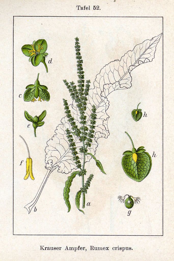 Yellow Dock (Rumex obtusifolius/crispus) Vintage Botanical Illustration