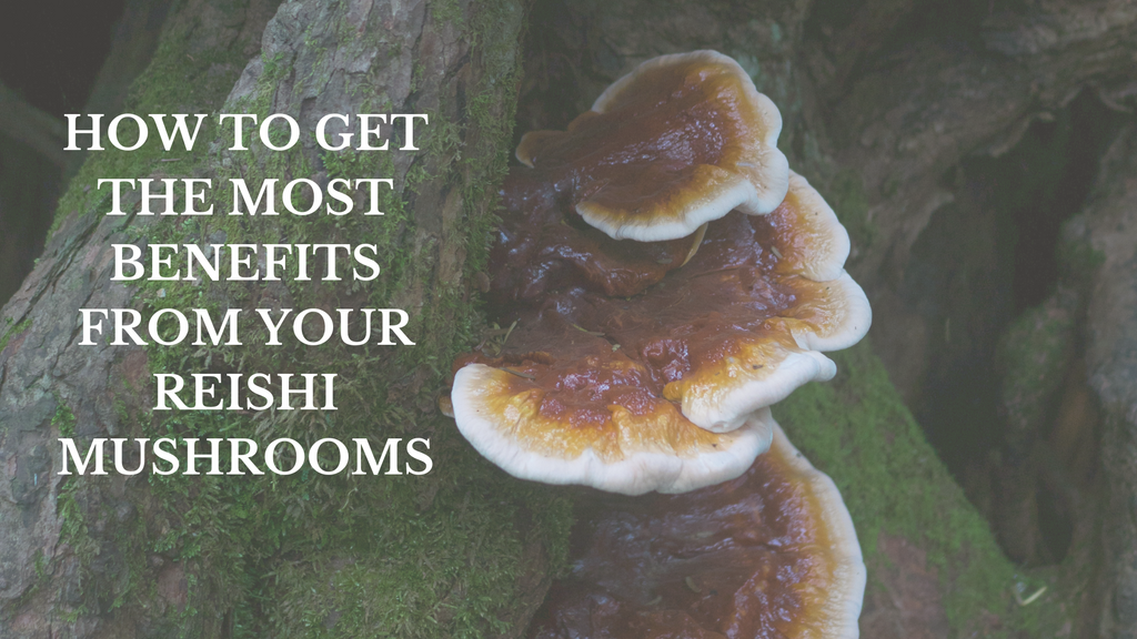How to Get the Most Benefits from Your Reishi Mushrooms