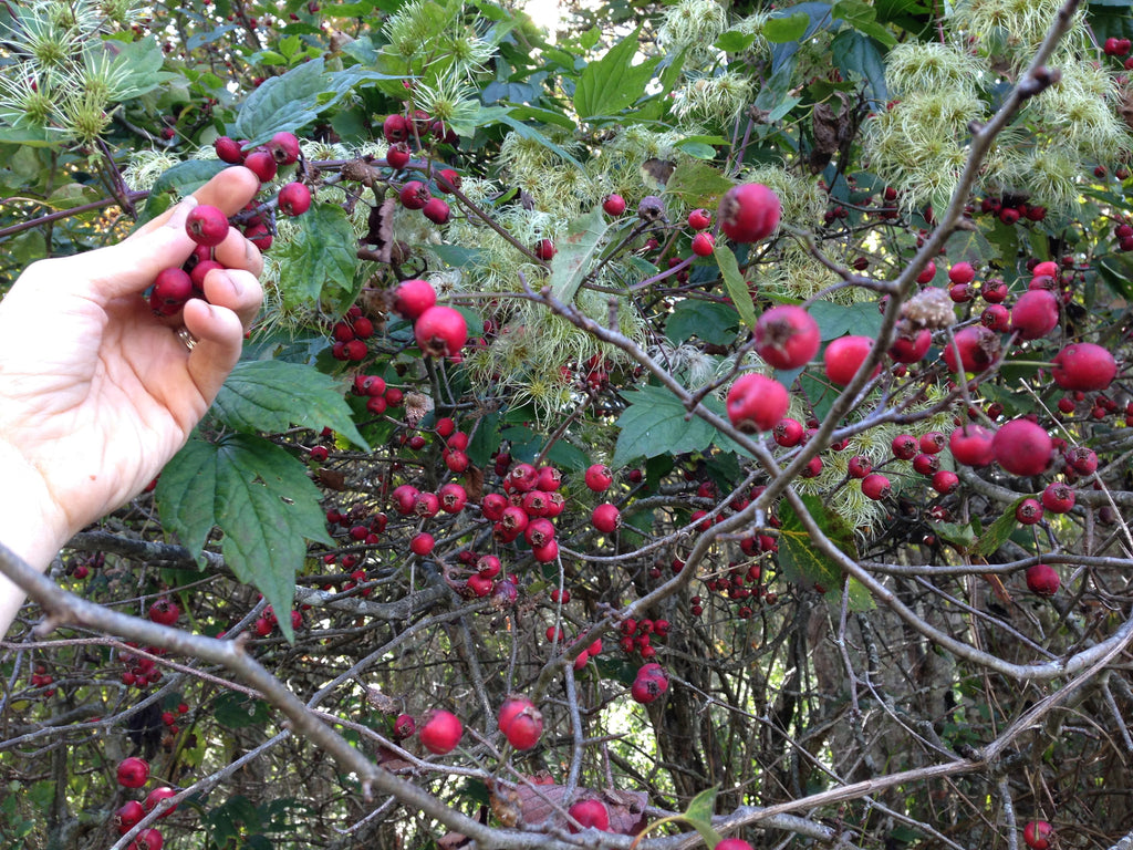 Harvesting Wild Hawthorne Berries