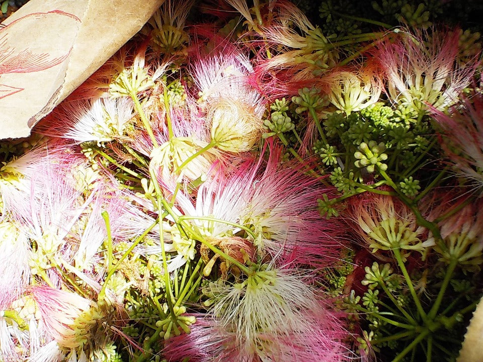 The Role of Invasive Herbal Preparations: Kudzu, Mimosa, Wild Rose...Plantain? Dandelion?
