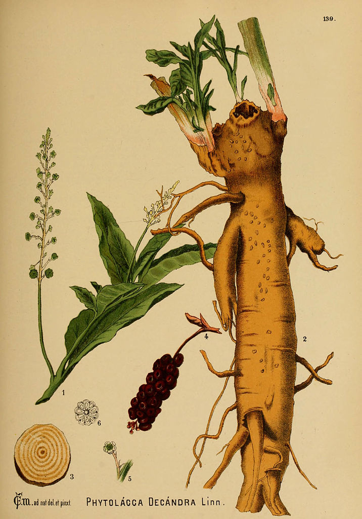 Vintage Botanical Illustration Poke Root (Phytolacca americana)