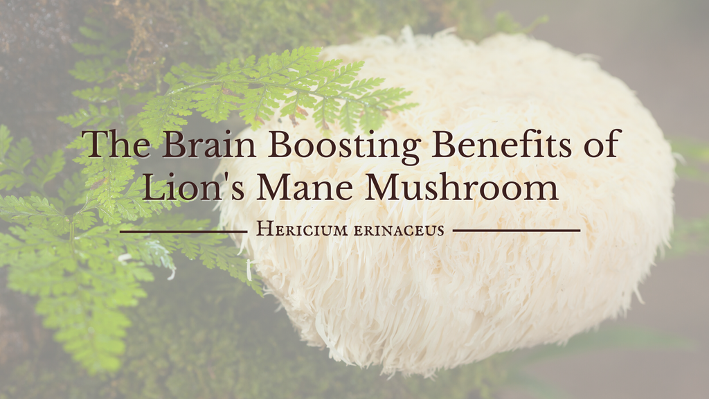 The Brain Boosting Benefits of Lion's Mane Mushroom