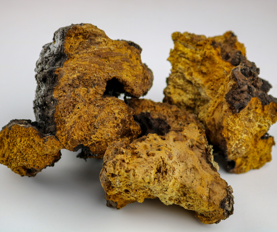 Chaga (Inonotus obliquus) Dried Mushroom for Tea