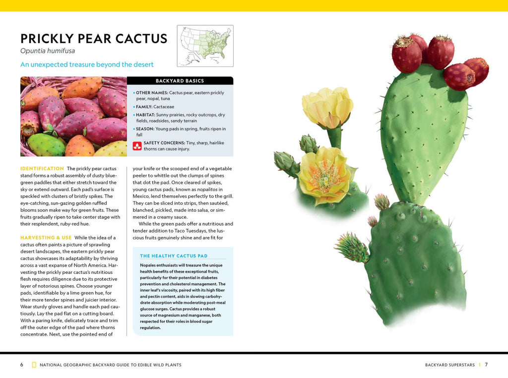 Prickly Pear Cactus National Geographic Backyard Guide to Edible Wild Plants