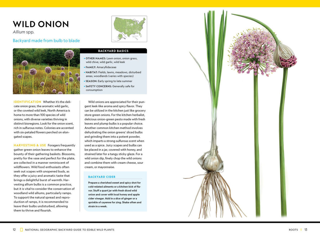 Wild Onion National Geographic Backyard Guide to Edible Wild Plants