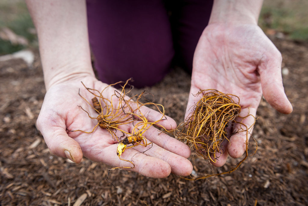 Woman Holding Herbal Root
