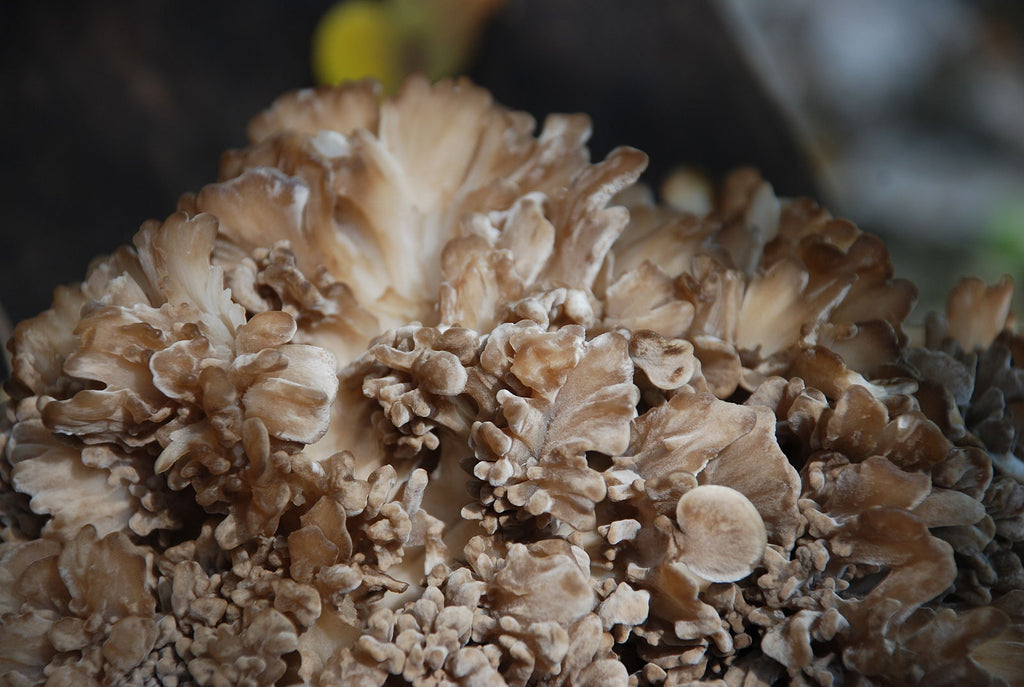 Maitake Grifola frondosa Mushroom 