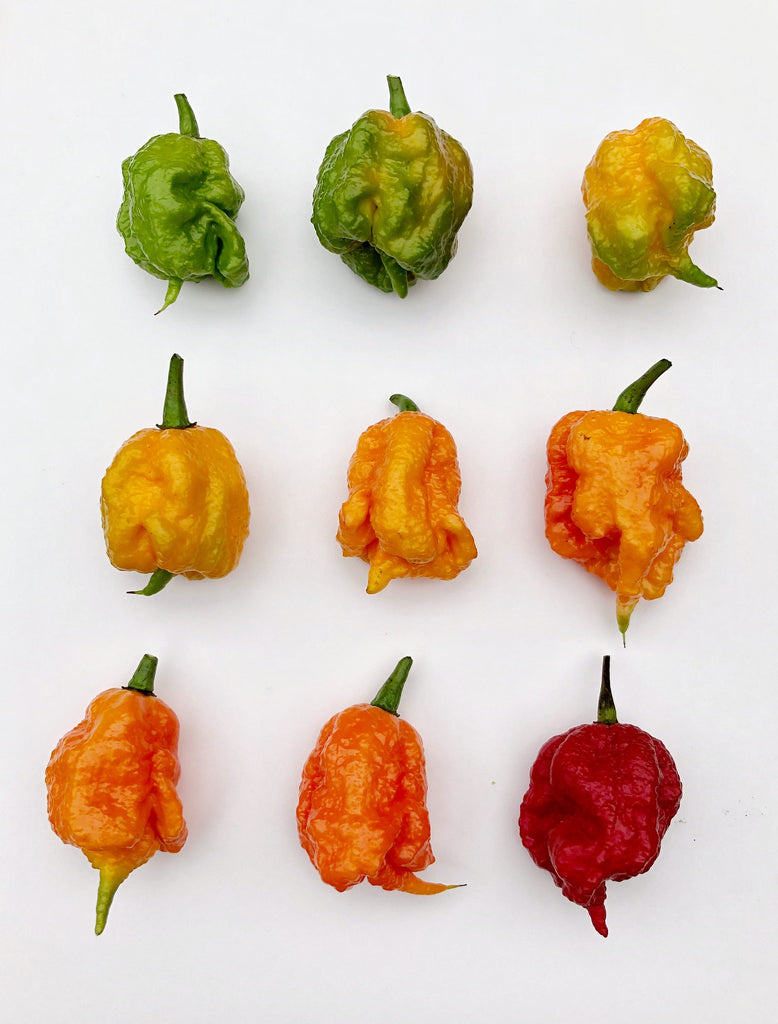 Different Stages and Colors of Carolina Reaper Pepper Growth