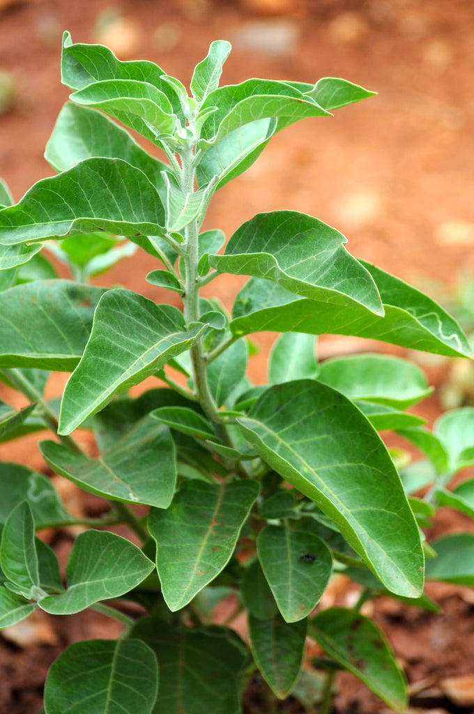 Ashwagandha (Withania somnifera) Fresh Plant Herb Leaf