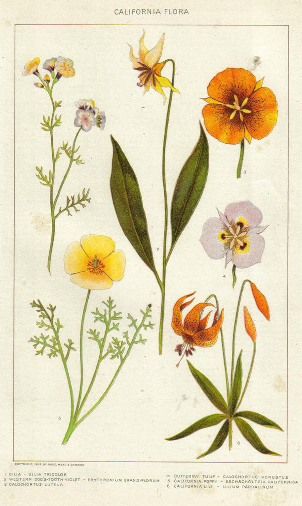 California Poppy Vintage Botanical Illustration