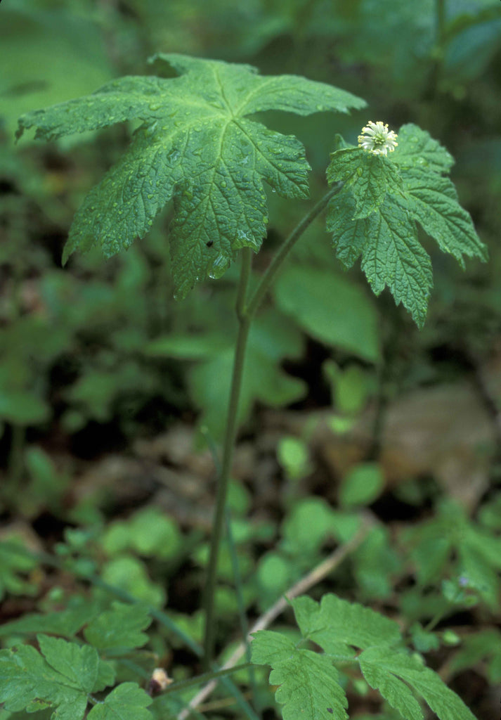 Goldenseal (Hydrastis canadensis) Herb Plant Leaf