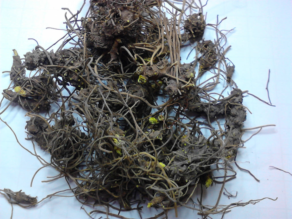 Goldenseal (Hydrastis canadensis) Dried Root