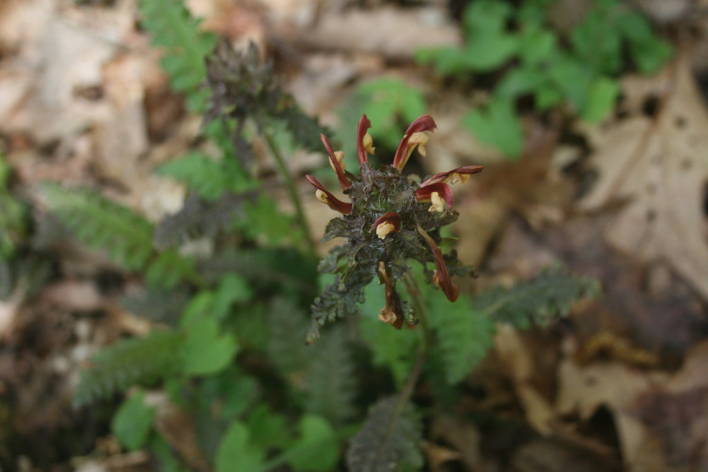 Pedicularis (Pedicularis canadensis) Fresh Wild Herb Plant with Flower and Leaf