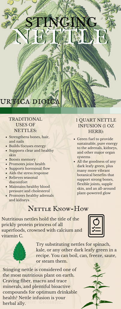 Nettle (Urtica dioica) Uses and Benefits