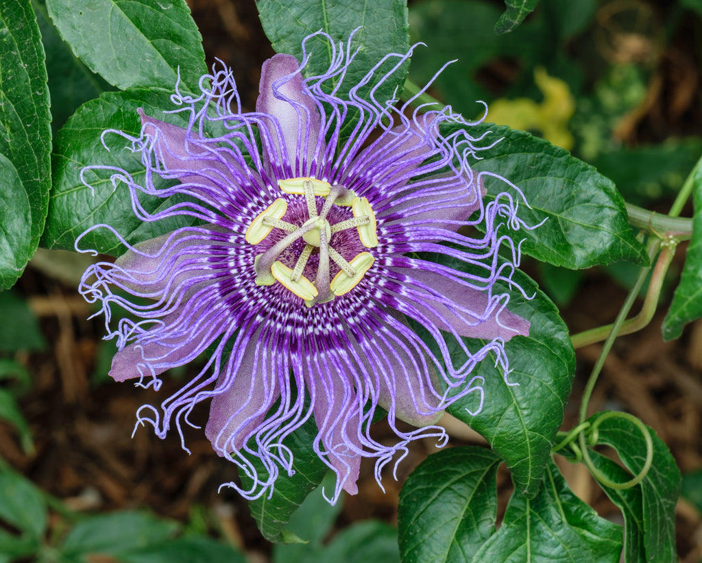 Passionflower (Passiflora incarnata) Wild Herb Plant Flower Blossom