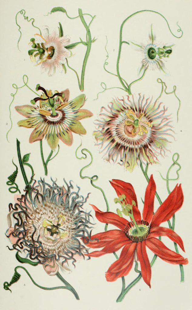Passionflower (Passiflora incarnata) Vintage Botanical Illustration