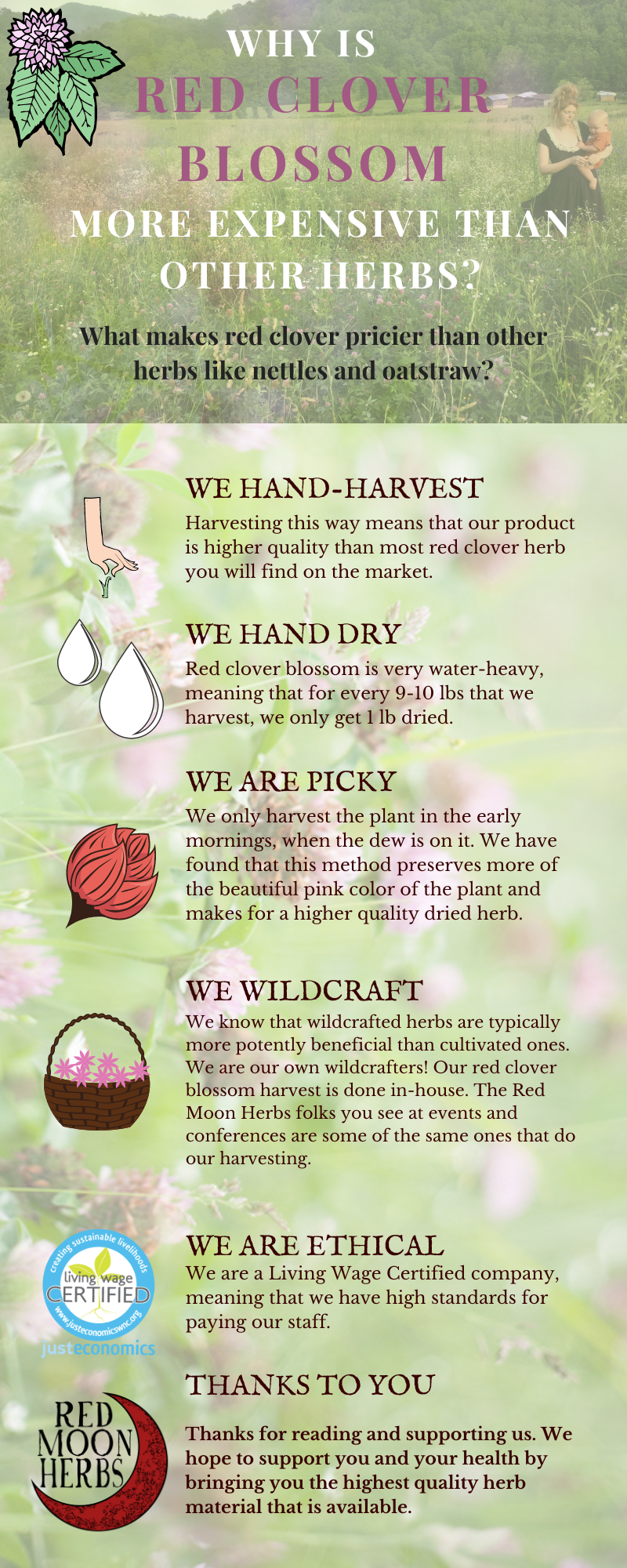 Red Clover Flower Blossom Dried Herb – Red Moon Herbs