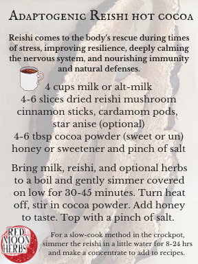 Adaptogenic Reishi Mushroom Hot Cocoa Recipe for Wellness
