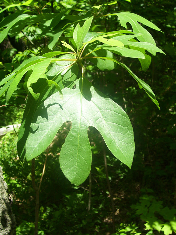 Sassafras (Sassafras albidum) Tree Shrub Herb
