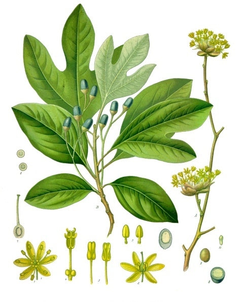 Sassafras Albidum Vintage Botanical Illustration