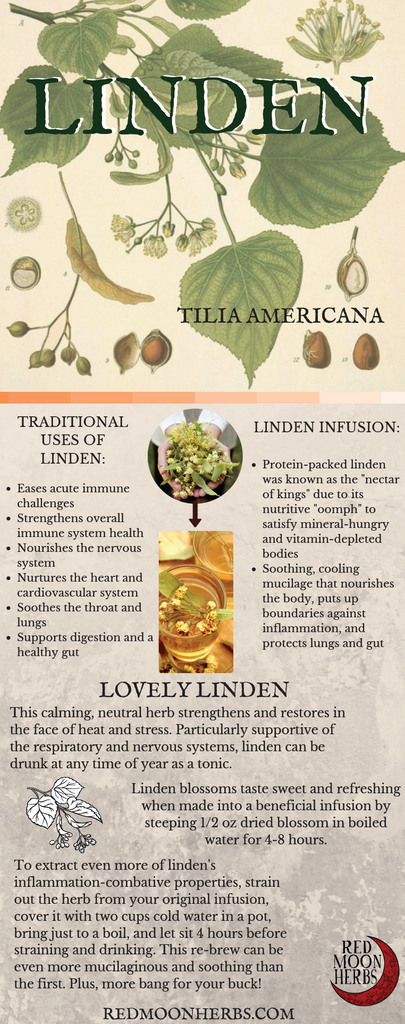 Linden Flower Blossom Infusion or Tea Benefits and Nutritional Facts
