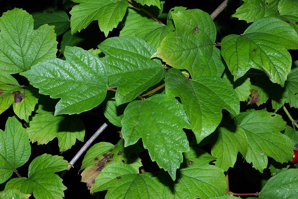 Cramp Bark (Viburnum opulus) Herb Plant Bush Leaf