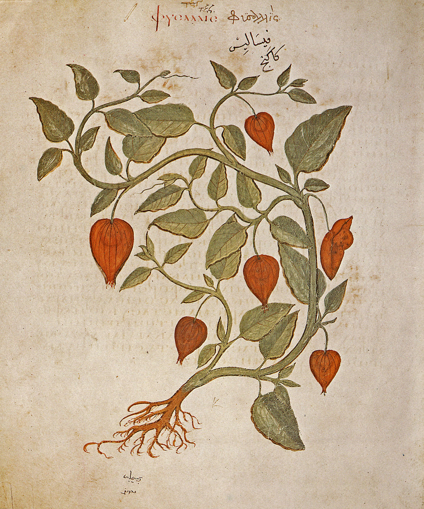Ashwagandha (Withania somnifera) Vintage Botanical Illustration