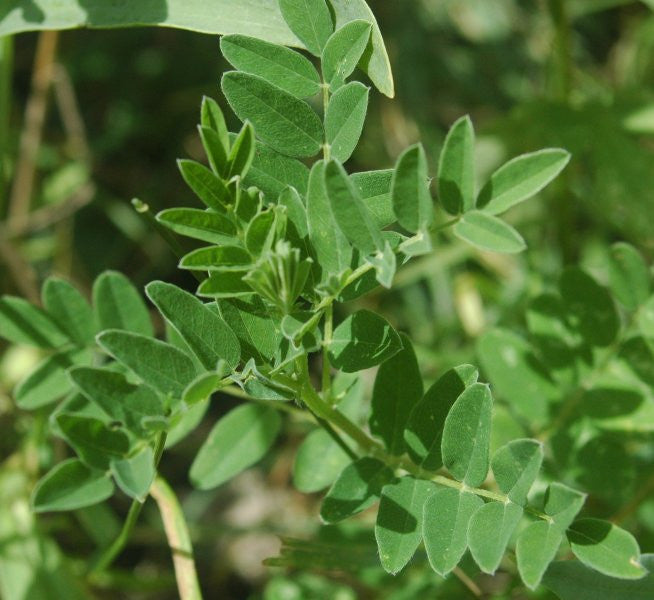 Astragalus (Astragalus membranaceus) Fresh Herb Plant Leaf