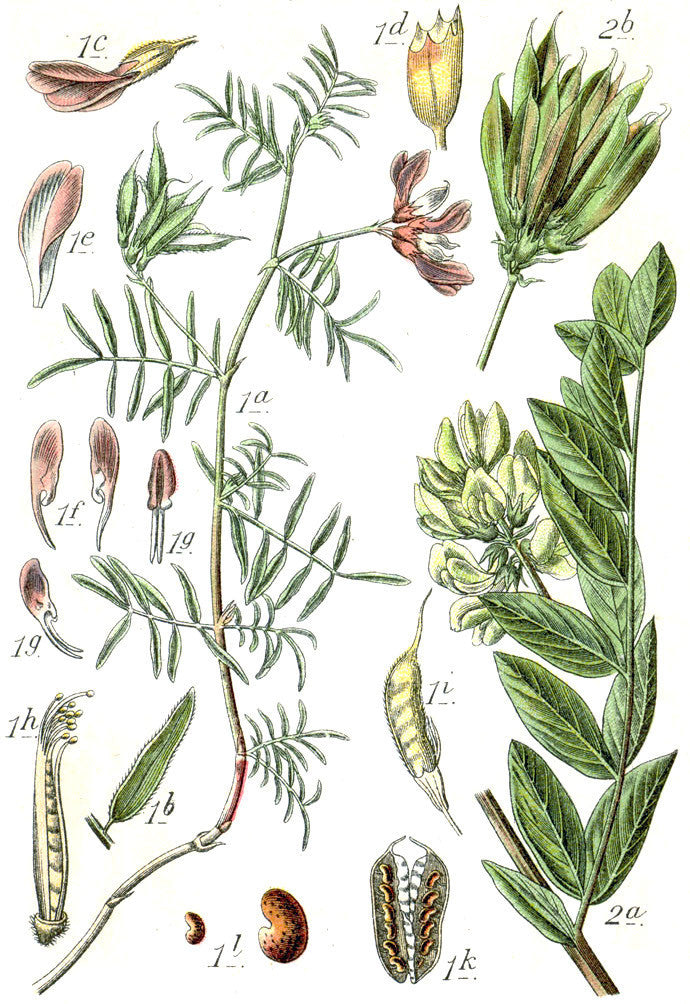 Astragalus (Astragalus membranaceus) Vintage Botanical Illustration