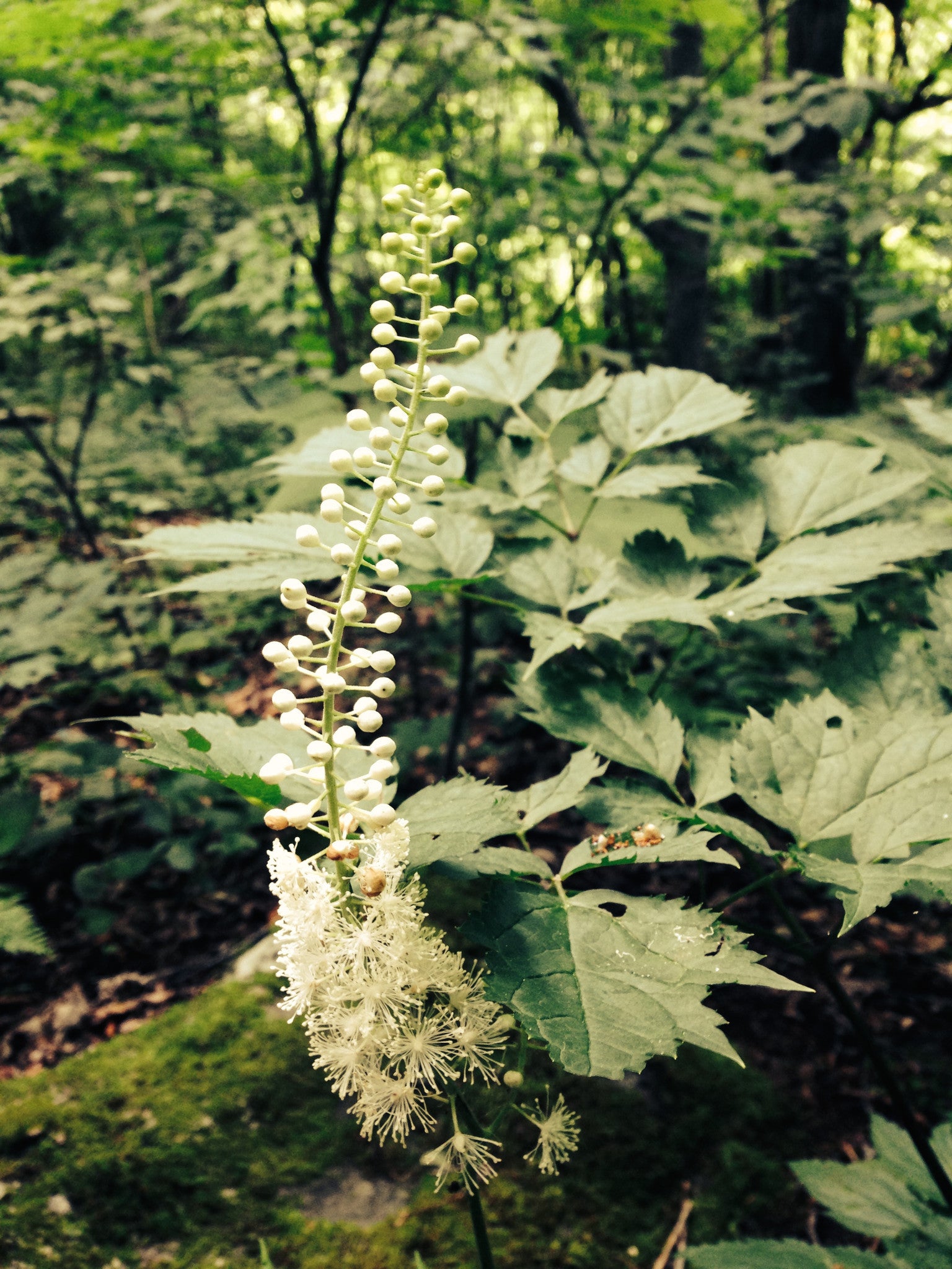 Actaea Racemora Actaea Racemosa Homeopathy