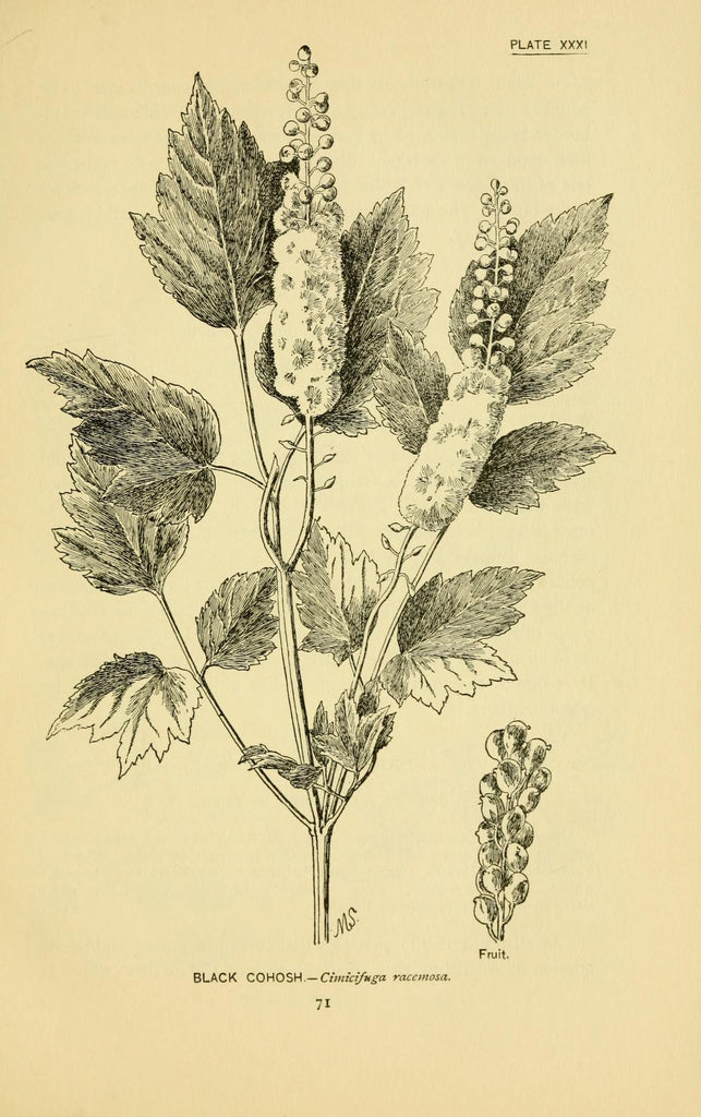Black Cohosh (Actaea racemosa) Vintage Botanical Illustration