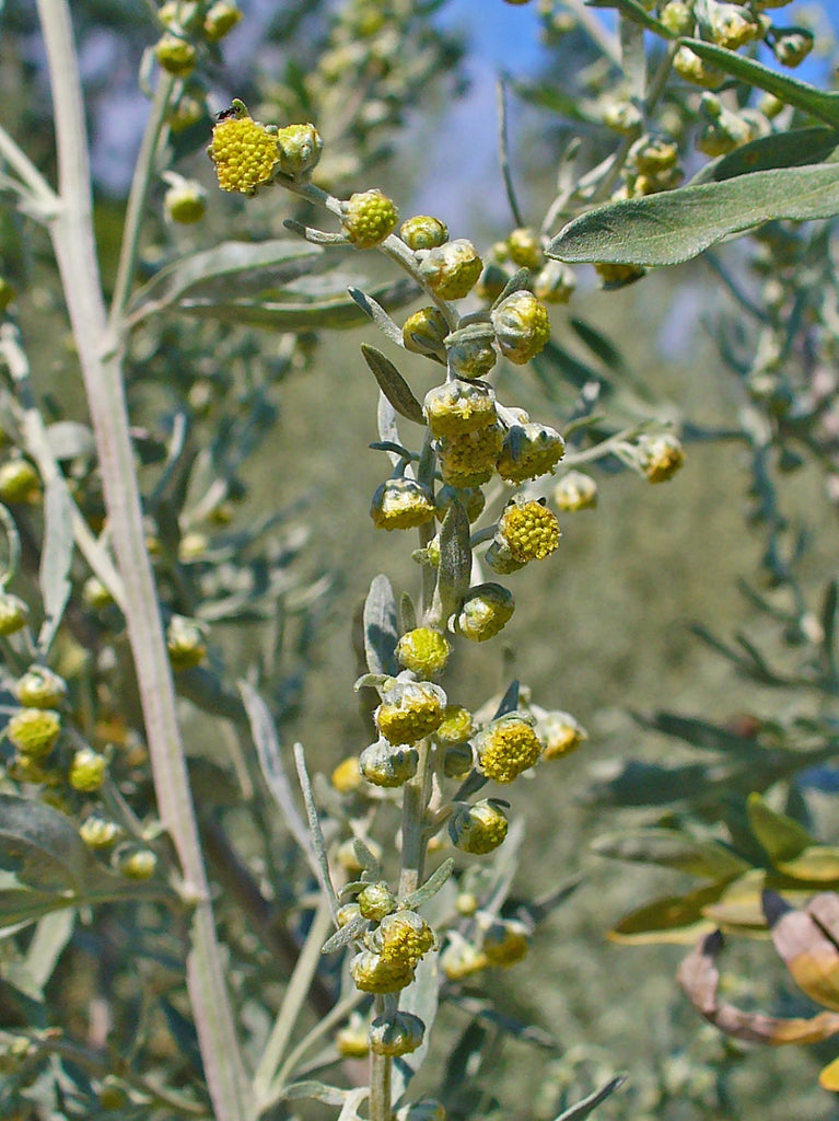 Wormwood (Artemisia absinthium) Herb Plant Leaf and Flower