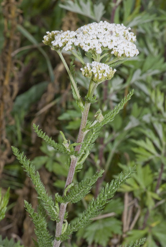 Yarrow (Achillea Millefolium) Wild White Plant Flower and Leaf