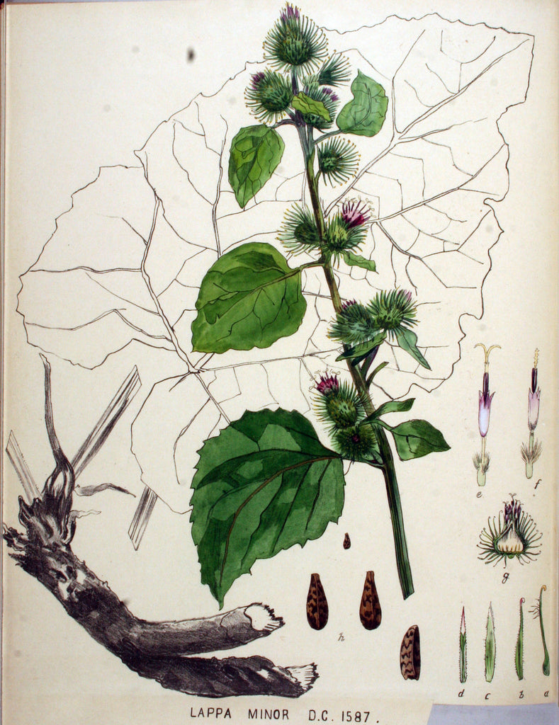 Burdock (Arctium lappa/minus) Vintage Botanical Illustration