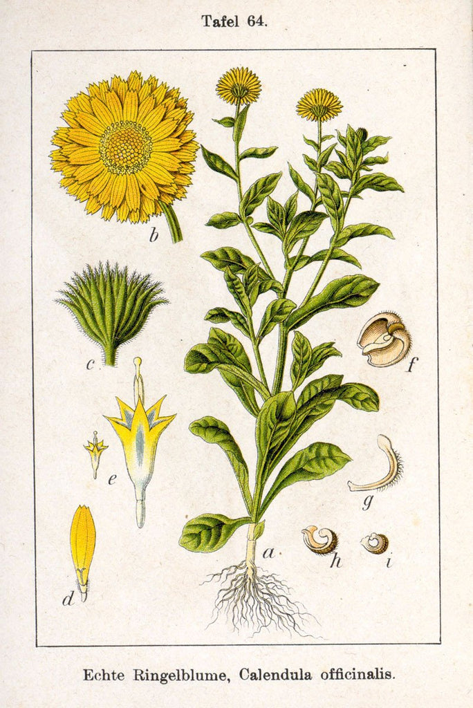 Calendula (Calendula officinalis) Vintage Botanical Illustration